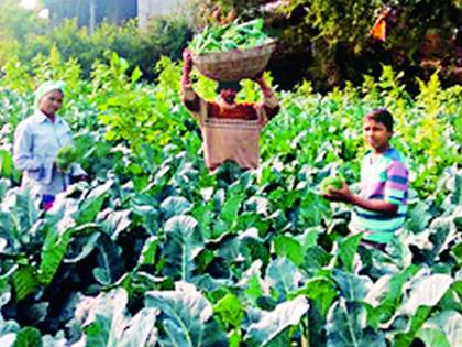 पावसाच्या तडाख्याने बाजारात फुलकोबीला चार रुपये किलो दर