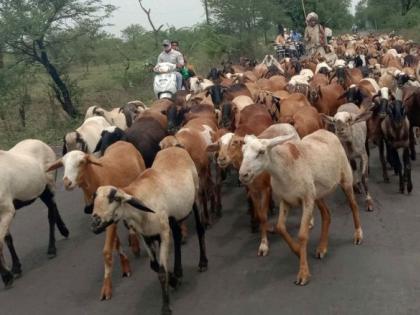 Migratory shepherds in trouble due to lockdown | लॉकडाऊनमुळे स्थलांतरण करणारे मेंढपाळ अडचणीत