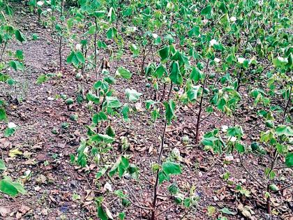 An attack of disease triggered cotton crop | लाल्या रोगाच्या आक्रमणाने कापसाचे पीक करपू लागले