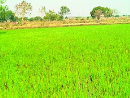 This year due to irrigation, the cultivation of rabi season increased | सिंचनामुळे यंदा रब्बी हंगाम लागवड क्षेत्र वाढले