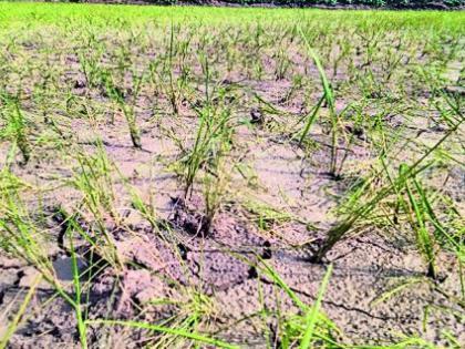 Water in the eyes of farmers due to lack of rain | पावसाअभावी शेतकऱ्यांच्या डोळ्यात पाणी