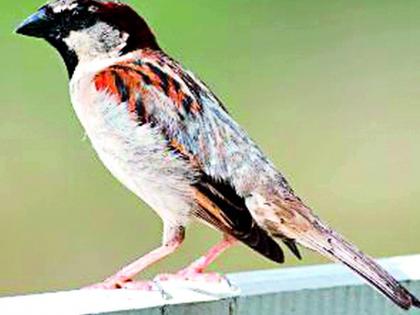 Four-tiered Sparrows-Give It to the Peas ... | चार दाणे चिमण्या-पाखरांना देऊ या...