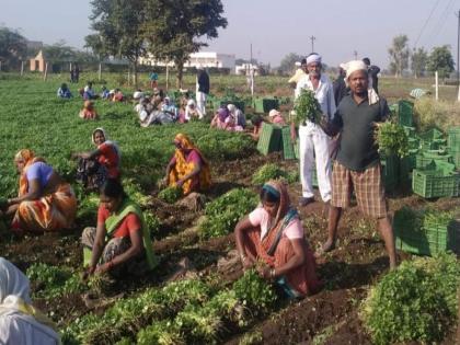 Latur trades at the farming center for the purchase of vegetables | भाजीपाला खरेदीसाठी लातूरचे व्यापारी शेतीबांधावर