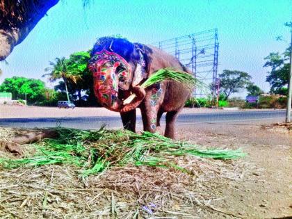 The silent resentment of the 'gazlakshmi' of the distressed selfish worldly: the eyesight of the forest section on the wages of the injured hand | विव्हळणाऱ्या ‘गज’लक्ष्मीचा मूक आक्रोश स्वार्थी दुनियादारी : जखमी हत्तिणीच्या वेदनांकडे वनविभागाची डोळेझाक