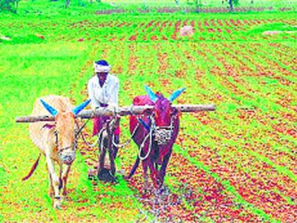 The threat of crops in the eastern parts of Nashik | नाशिकच्या पूर्व भागातील पिके धोक्यात