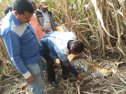 Satara: Dead leopards found in Gamewadi, deaths are natural | सातारा :गमेवाडीत आढळला मृत बिबट्या, मृत्यू नैसर्गिक असल्याचा वनविभागाचा अंदाज