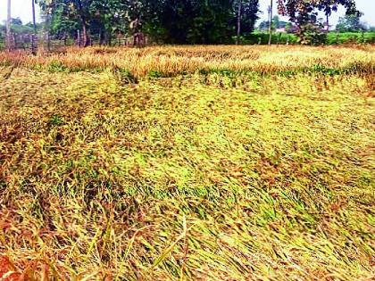 - | शेकडो हेक्टरवरील धानपिकाला फटका - | शेकडो हेक्टरवरील धानपिकाला फटका