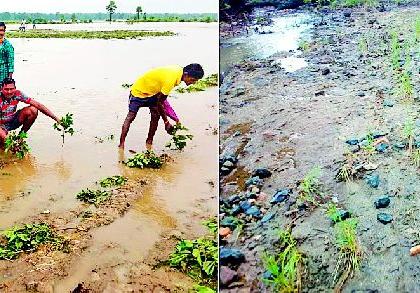 Thousands of hectors crop effected in flood | पुराचा हजारो हेक्टरवरील पिकांना फटका Thousands of hectors crop effected in flood | पुराचा हजारो हेक्टरवरील पिकांना फटका
