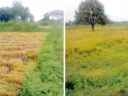 The rain hit the rainy season | पावसाचा हलक्या धानाला फटका