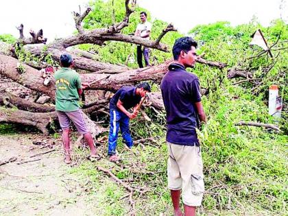 Eventually the forest department deleted the tree | अखेर वन विभागाने हटविले झाड