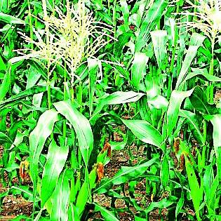 Rabi crops sowing decreased | रबी पिकांची पेरणी घटली