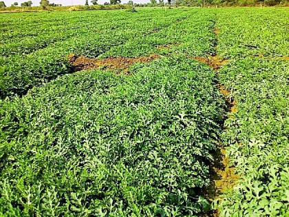 The area of ​​watermelon cultivation increased in the district | जिल्ह्यात टरबूज लागवडीचे क्षेत्र वाढले