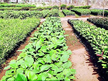 Save in the rarest of rare trees | दुर्मिळ वृक्षांचे रोपवाटिकेत जतन