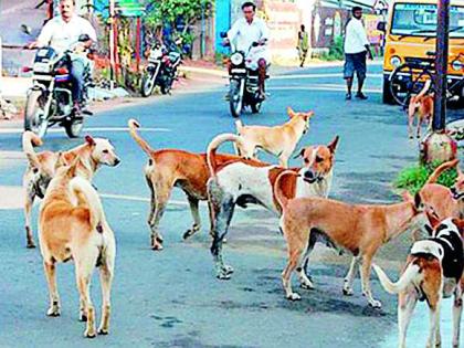 Third time tender for dog breeding | कुत्र्यांच्या निर्बीजीकरणासाठी तिसऱ्यांदा निविदा