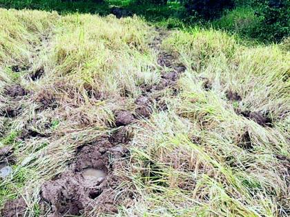 Paddy fields covered with elephant hooves | हत्तींच्या हैदोसाने धानपीक भुईसपाट