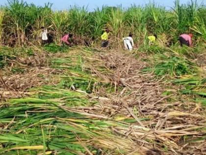 The villagers have come to take free sugarcane | मोफत ऊस नेण्यासाठी सरसावले ग्रामस्थ