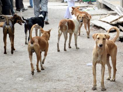 Dogs bite 269 people in 21 days | २१ दिवसांत २६९ जणांना कुत्र्यांचा चावा