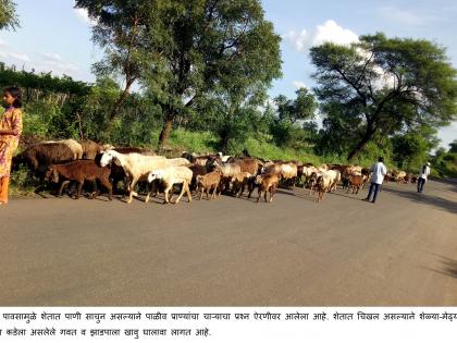 Feeding of animals by returning rain | परतीच्या पावसाने जनावरांच्या चाऱ्याचे हाल