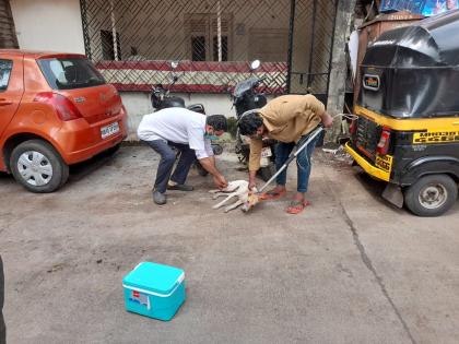 Rabies vaccination of stray dogs has gained momentum | भटक्या कुत्र्यांच्या रेबीज लसीकरणाने पकडला वेग