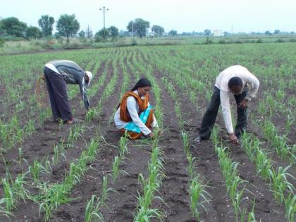 The crisis of double sowing was averted; Baliraja engaged in agriculture | दुबार पेरणीचे संकट टळले; बळीराजा शेतीकामात व्यस्त