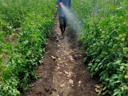 Crisis on tomato crops | टोमॅटो पिकांवर अस्मानी संकटाचा घाला