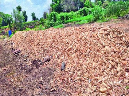 Maize in kharif is suffocating! | खरिपातील मका गुदमरतोय पोळीतच!