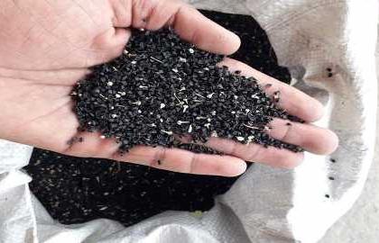 Shock due to bogus onion seeds | बोगस कांदा बियाण्यांमुळे फटका Shock due to bogus onion seeds | बोगस कांदा बियाण्यांमुळे फटका