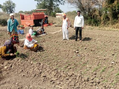  Onion planting begins in February too! | फेब्रुवारीतही कांदा लागवड सुरूच !