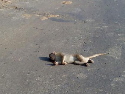 Satara: Monkey death due to firefighters, food vehicles drown in food, says spirals | सातारा : खाद्यपदार्थ ठरतायेत माकडांसाठी जीवघेणा, वाहन धडकेत माकडाचा मृत्यू : उत्साही पर्यटकांचा खेळ प्राण्यांच्या जिव्हारी