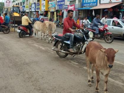 Jamner suffered pigs with Mokat cattle | जामनेरला मोकाट गुरांसह डुकरांचा त्रास