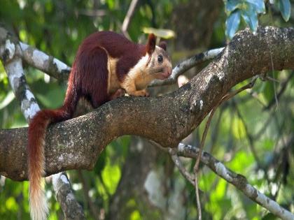 Last year's satisfaction numbers: Annual calculation from the wildlife department is going on in the Kalsubai-Harishchandragaad Wildlife Sanctuary. | गेल्या वर्षी समाधानकारक संख्या : वन्यजीव विभागाकडून यंदाची वार्षिक गणना लवकरच कळसूबाई-हरिश्चंद्रगड अभयारण्यात वाढतोय ‘शेकरू’