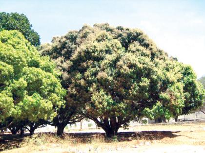  Sindhudurg: Contrary to the consequences of cultivation of mango, the cultivator feared | सिंधुदुर्ग :आंबा पिकावर होणार विपरीत परिणाम, बागायतदार धास्तावले