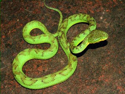 Extremely venomous Chapad snake found at Chandwad | चांदवड येथे आढळला अतिविषारी चापड साप