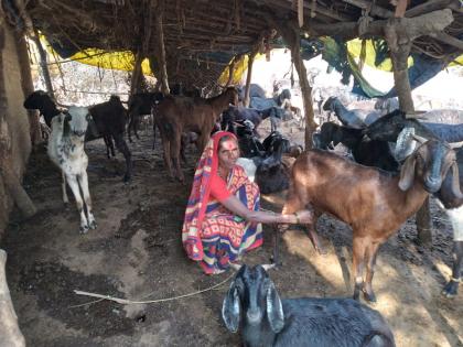 Sumanbai, who kept goats, became the caretaker of Mohegaon | शेळ्या पाळणारी सुमनबाई बनली मोहेगावची कारभारीण