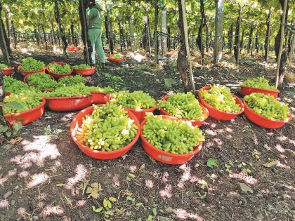 Vineyard production costs quadrupled; Income in ten years is the same | द्राक्षबागेचा उत्पादन खर्च चौपट; दहा वर्षांत उत्पन्न मात्र जैसे थे; शासन पातळीवर उदासीनता