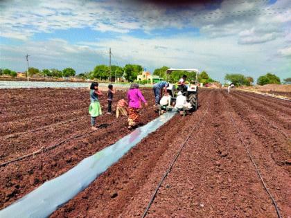 Decrease in tomato cultivation in the country | देशमाने परिसरात टमाटा लागवडीत घट