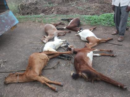 Six goats died after consuming poisonous fodder | विषारी चारा खाल्याने सहा बकऱ्यांचा मृत्यू