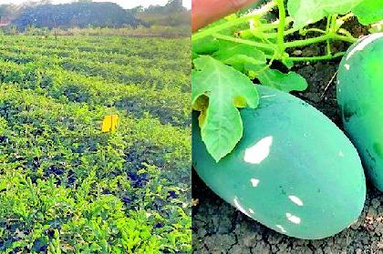 Financial progress achieved by selling homemade watermelon | घरपोच कलिंगड विकून साधली आर्थिक प्रगती Financial progress achieved by selling homemade watermelon | घरपोच कलिंगड विकून साधली आर्थिक प्रगती