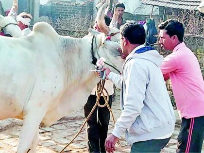 Wardha second place in red head vaccine | लाळखुरकुत लसीकरणात ‘वर्धा’ द्वितीय स्थानी