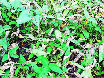 Attack of unknown disease on soybean | सोयाबीनवर अज्ञात रोगाचे आक्रमण Attack of unknown disease on soybean | सोयाबीनवर अज्ञात रोगाचे आक्रमण
