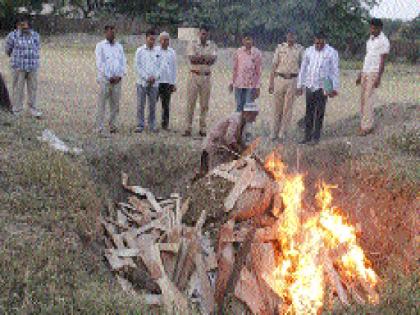 Dam of Ganjam destroyed in half of the eight lakhs in Beed | बीडमध्ये साडेआठ लाखांचा गांजा नष्ट