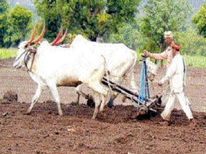 50% reduction in fodder crops in Beed district in 10 years | बीड जिल्ह्यात चारा पिकांमध्ये १० वर्षांत ५० टक्के घट