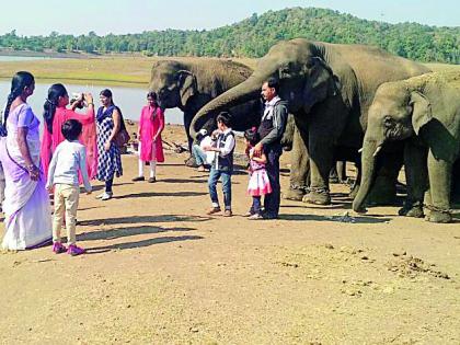 Gadchiroli and Gondia elephants will be shifted in Tadoba and Pench | गडचिरोली व गोंदियातील हत्तींचे होणार पेंच व ताडोबात स्थानांतर