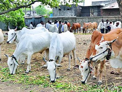 Increasing sales of bullockies in Yavatmal district | यवतमाळ जिल्ह्यात कर्जबाजारीपणामुळे बैलांची विक्री वाढली