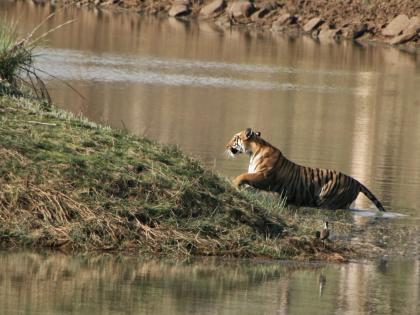 Increase in Safari tariff for Tadoba Tiger project | ताडोबा व्याघ्र प्रकल्पाच्या सफारी शुल्कात वाढ