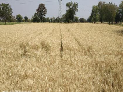 Begin to harvest wheat in the field | शेतशिवारात गहू काढणीस सुरूवात Begin to harvest wheat in the field | शेतशिवारात गहू काढणीस सुरूवात