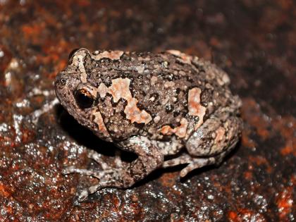 Satar researcher finds rare Indian painted frog in Sangli, third record from the state | सातारच्या संशोधकाने शोधला सांगलीत दुर्मीळ इंडियन पेंटेड फ्रॉग, राज्यातील तिसरी नोंद 