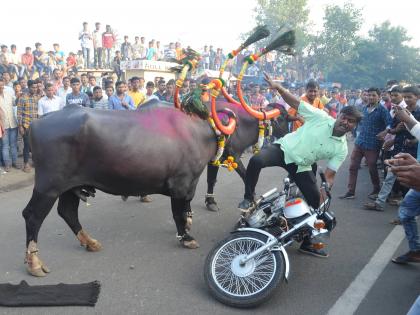 Mhashee, running towards a bicycle, has a unique 'roadshow' in Mhashesh, Kolhapur. | दुचाकींच्या दिशेने धावणाऱ्या म्हैशी, कोल्हापूरात रंगला म्हैशींंचा अनोखा ‘रोड शो’