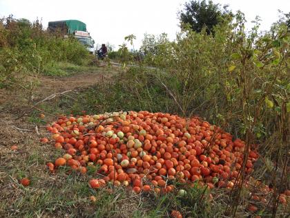 Five rupees per kg on tomato road | पाच रुपये किलो दर निघाल्याने टोमॅटो रस्त्यावर : उत्पादनाचा खर्चही निघेना; शेतकरी चिंतेत