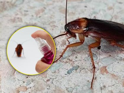 Man was trying to kill cockroaches at midnight explosion of apartment | अर्ध्या रात्री झुरळ मारत होती व्यक्ती, चुकून घरातच केला मोठा स्फोट